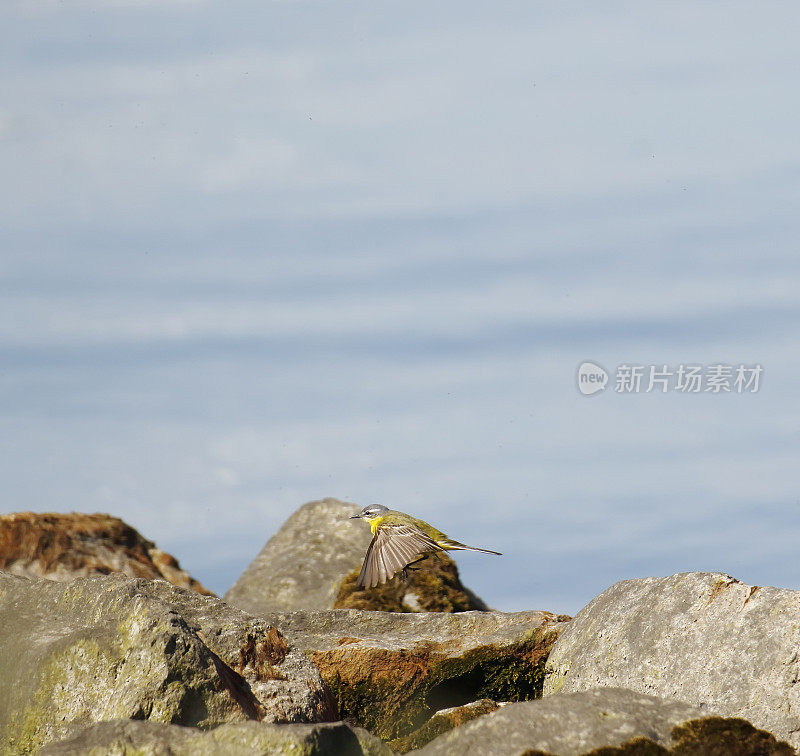 黄Wagtail (Motacilla flava)飞行